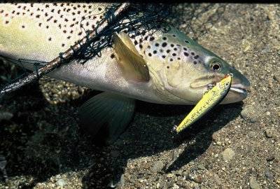 Spin & Lure casting for Trout Nelson, South Island, New Zealand