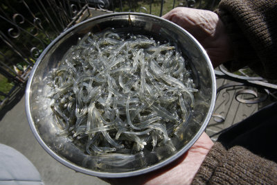 whitebait 2012 400 whitebait 2012 400